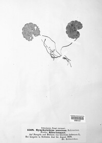 Synchytrium aureum image